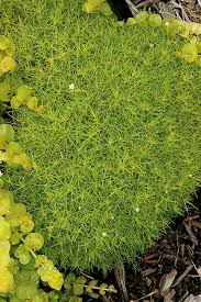 Year after year, burpee's perennial seeds and plants will fill your home garden beds and borders. Pin On Georgia Garden