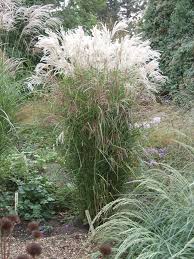 Worauf es dabei ankommt und wie sie chinaschilf richtig. Chinaschilf Tipps Zur Pflanzung Und Pflege Mein Schoner Garten
