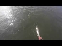 The climate here remains relatively pleasant all year long with the average temperature being 73 degrees. Lots Of Trout And Big Flounder In Rockport Tx Youtube
