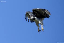 Harpia harpyja (Harpy Eagle) by João Sérgio Souza • Birdier