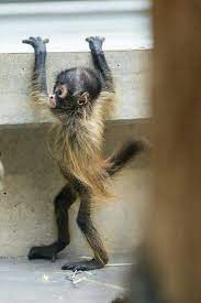 Baby Spider Monkey Cute Baby Animals Animals Baby Animals