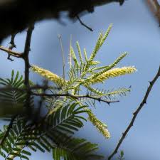 Image result for Acacia polyacantha
