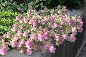 Kent beauty once established makes a nice ground cover. Pin On Plants