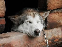 Qui peut être garde d'animaux à domicile ? Gardiennage D Animaux A Domicile Avantages De La Garde Chez Soi