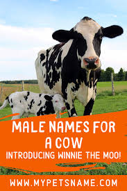 Black And White Cow Name Male Names For A Cow Cow Names Pet Cows Cow