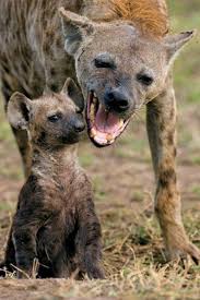 Top 10 Most Dangerous Animals In The World Topteny Com Dangerous Animals Animals Hyena