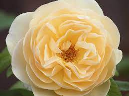 I am not asking for your most fragrant roses, but just the ones where number one, they would have a very strong scent, but the rest of i really want to shorten my huge long list, and i want to choose fragance as tops in these roses, but no good if the rest of the rose is poor, as my experience with. Which Scented Roses To Plant In The Garden Saga