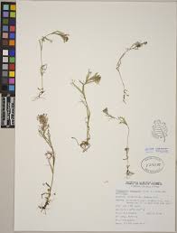 Image result for Hedbergia