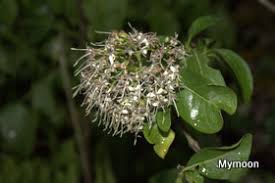 Image result for Pavetta sp. F