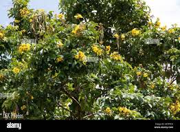 Image result for Markhamia lutea