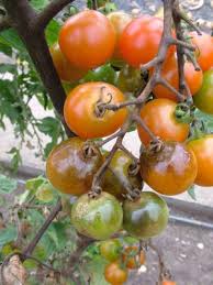 Image result for tomato seedling early blight