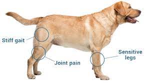 Arthritis In Labrador Retrievers Symptoms And Treatment In Senior Dogs Labrador Retriever Fan Club Official Website