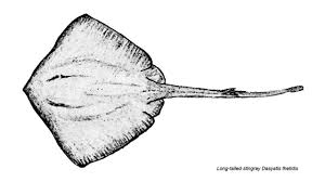 Eagle rays can be seen around new zealand's coast in the summer months, when they come in to eagle rays appear to fly through the water, gracefully beating their large pointed pectoral fins like. Rays And Skates Stingray Eagle Ray Skates Other Rajiformes