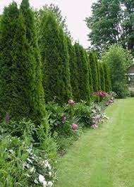 Arborvitae Fence For Noise Reduction And Privacy Along The Backyard Prettier And Less Expensi Privacy Fence Landscaping Fence Landscaping Privacy Landscaping