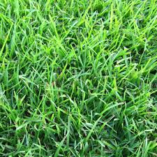 Palisades zoysia is a medium to coarse textured turf noted for its shade tolerance and comparably low water requirements. Palisades Zoysia Carolina Fresh Farms