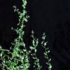 Image result for Hermannia glanduligera