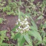 Image result for Aneilema lanceolatum