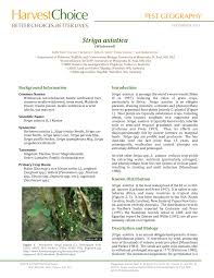 Image result for Striga linearifolia