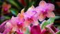 Beautiful Amazon Rainforest Plants
