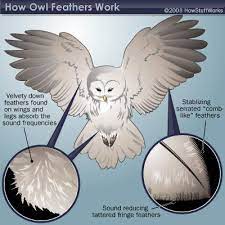 How Can Owls Fly Silently Owl Flying Owl Wings Owl Feather
