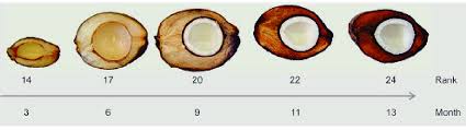 Pasalnya, jumlah air per butir buah ini. Gambar 1 Perkembangan Buah Kelapa 26 Download Scientific Diagram