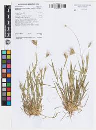 Image result for Dichanthium sericeum