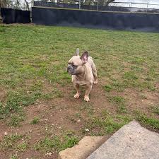 Image result for Fawn 1981 Mercury