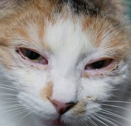Help! I think my cat has an eye infection | Charlotte Vet | Carolina  Veterinary Specialists