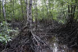 Check spelling or type a new query. Kota Kinabalu Mangroves