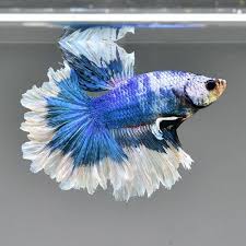 Male Betta Fish Fancy Blue Marble Butterfly Rose Tail Super Premium Grade Ma123 Ebay Betta Fish Betta Fish Pet