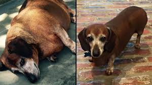 36 free images of fat dog. From Chunk To Hunk Dog Loses Half His Body Weight Cnn