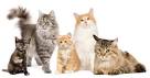What Are the Top 10 Cat Breeds in America?