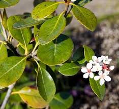 Image result for Rhaphiostylis