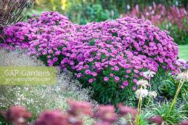 Image result for Asters `Jenny