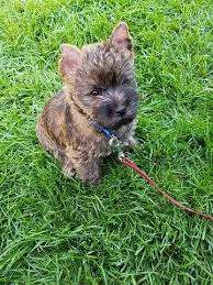 We did not find results for: Cairn Coat Colors Grooming Cairntalk