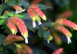 Image result for Justicia salvioides