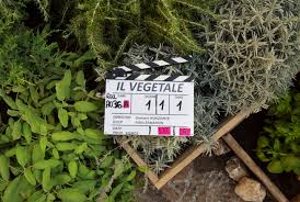 Young, newly graduated and unemployed fabio tries to cope with the job seeking struggles of modern italy, while his rich and greedy father refuses to help, defining his son. Nunziante Dirige Rovazzi Primo Ciak Per Il Vegetale Sentieri Del Cinema