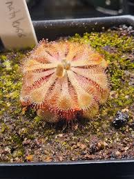 Image result for Drosera natalensis