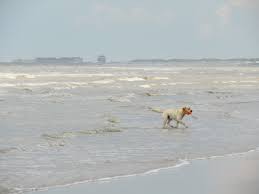 Op het hondenstrand hoeft u honden niet aan te lijnen. Met De Hond Naar Bloemendaal Aan Zee Het Hele Jaar Door Loslopen Woef Welkom