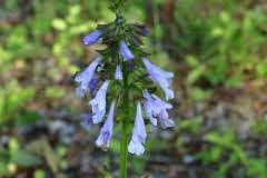 Maybe you would like to learn more about one of these? Wildflowers Of The Southern Appalachian Mountains Mountain Stewards