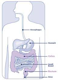 The most obvious symptom of bowel cancer is bleeding from your bottom and blood in your poo. About Bowel Cancer The Endoscopy Clinic