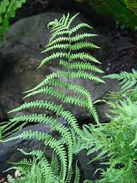 Image result for Thelypteridaceae
