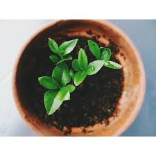 Si Le Printemps Vous Donne Des Envies De Jardinage Pourquoi Ne Pas Essayer De Faire Germer Les Pepin De Pomme Planter Des Graines De Citron Graines De Citron