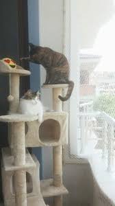 Kedi Filesi Kedi Sinekligi Nasil Yapilir Suzionline