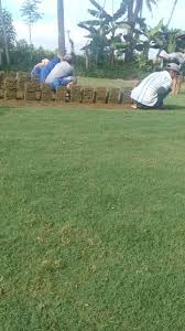 Berikut adalah cara memasang rumput gajah mini ala tukang kebun.ada beberapa point penting ketika temans ingin menanam rumput di area publik.simak penjelasan. Rumput Jepang Dan Rumput Golf Surabaya Dari Lapak Kita Tahun 2021 Rumput Taman Malang