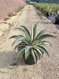 Image result for Agavaceae