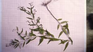 Image result for Pentodon