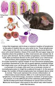 Intestinal or alimentary feline lymphoma is the most common lsa and symptoms are similar to other intestinal diseases say vca hospitals. Lymphoma In Your Cat