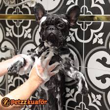 Kopegimizin Bakimini Ve Bol Kopuklu Banyosunu Yaptik Maltepe Kucukyalida Olan Pet Kuaforumuzden Randevu Almak Istiyorsaniz 02 Kopek Pet Grooming Kedi Kopek