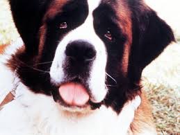 Ein hund namens beethoven ist ein komödie aus dem jahr 1992 von brian levant mit stanley tucci, david duchovny und oliver platt. Ein Hund Namens Beethoven Das Wurde Aus Dem Bernhardiner Express De